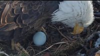 En video: una majestuosa águila calva pone su primer huevo de la temporada