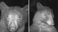 “Oso coqueto” descubre una cámara de vida silvestre y “posa” para 400 fotos