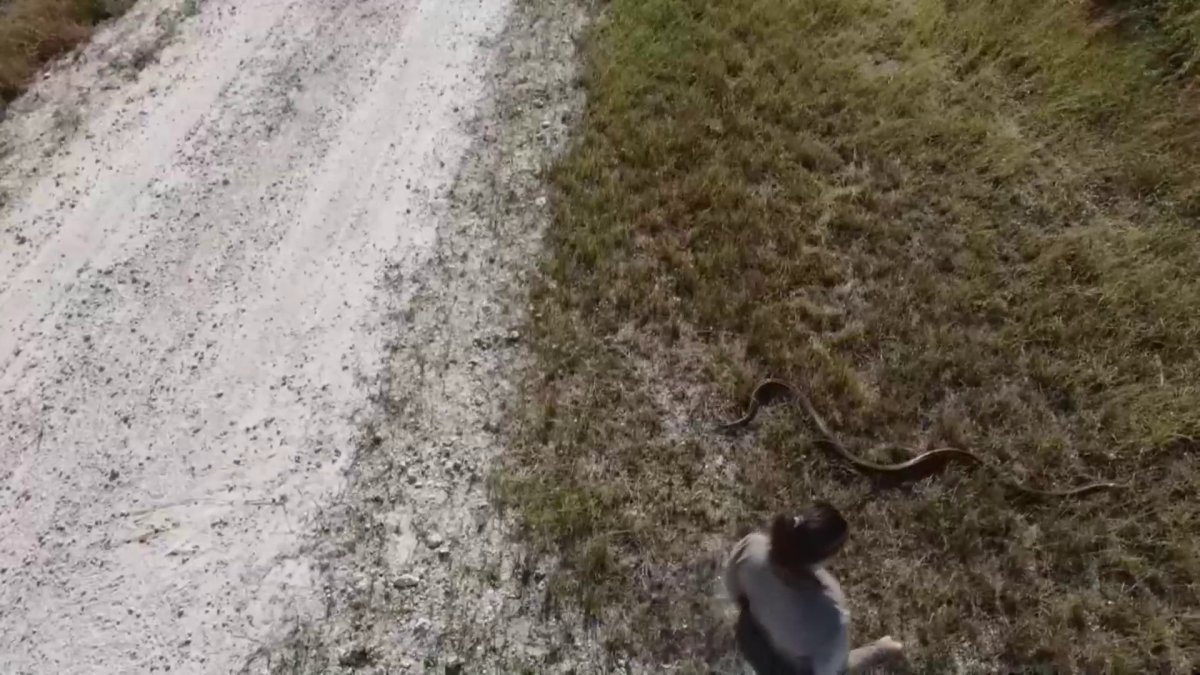 La radio telemetría se suma en la lucha contra las pitones en Florida