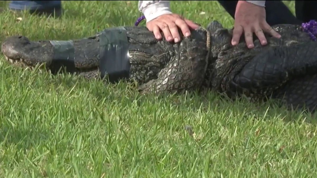 85-year-old woman dies after being attacked by an alligator