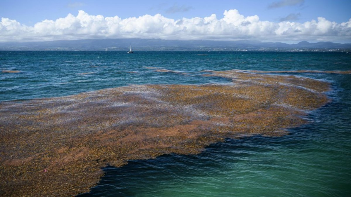 Huge wave of sargassum threatens South Florida beaches in summer