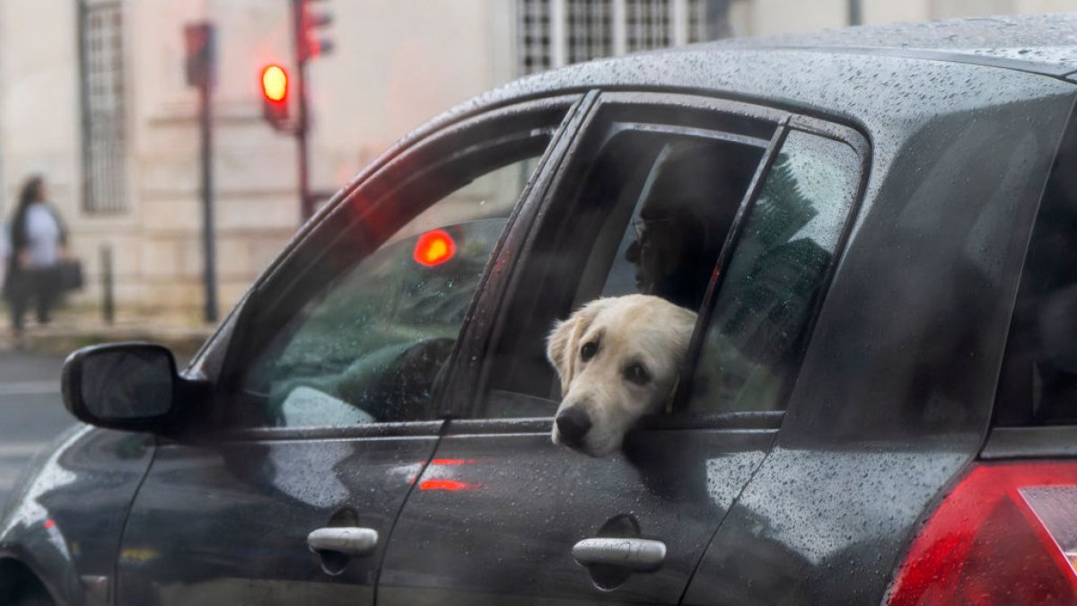 Broward state senator introduces bill banning dogs from sticking their heads out of car windows