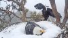 En video: famosa pareja de águilas calvas calienta sus huevos en plena tormenta de nieve