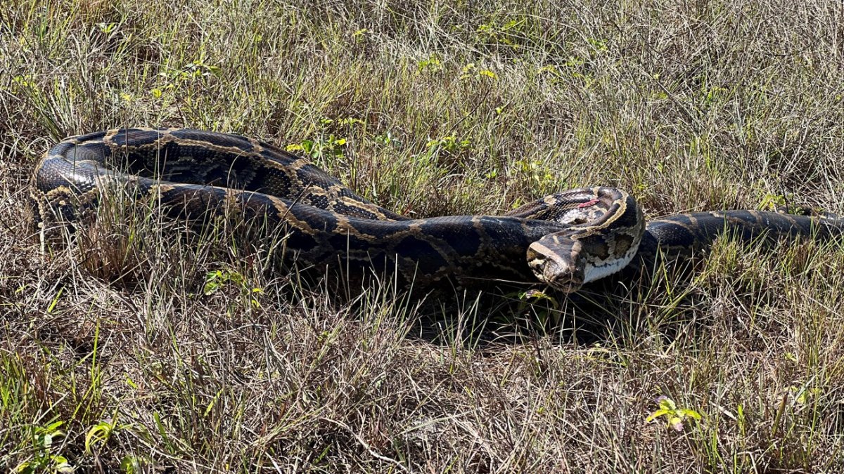 The fight against pythons in Florida is taken to a new level: radio telemetry