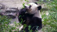 Miles de japoneses despiden a la querida panda gigante Xiang Xiang antes de su regreso a China