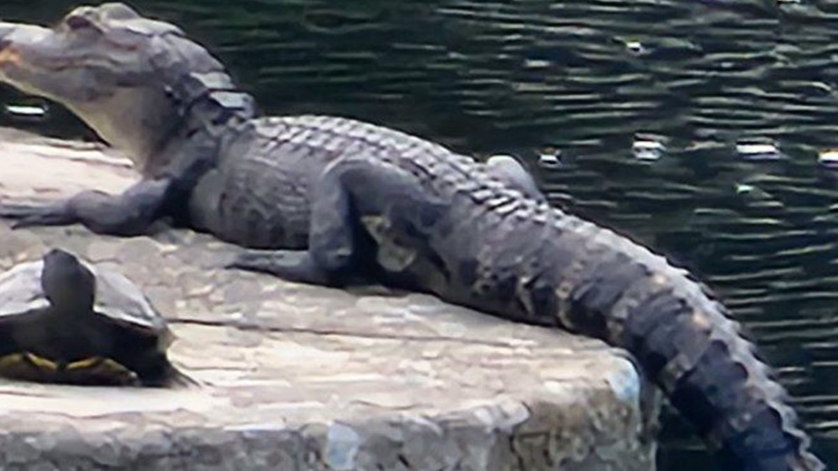 What you can do if you see an alligator in your neighborhood