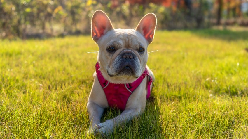 Adorable French bulldog