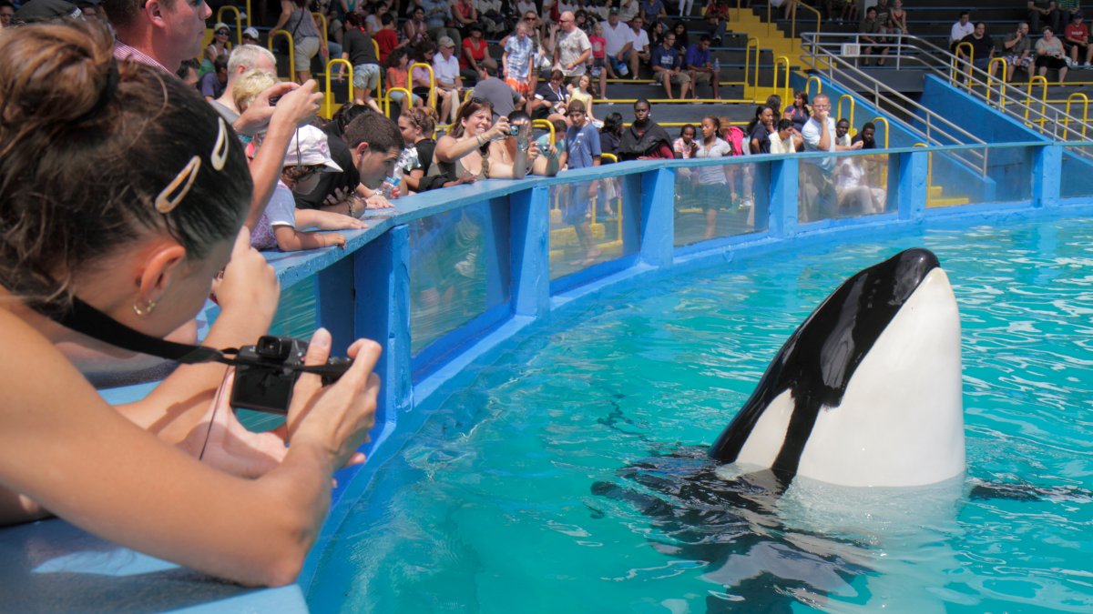 Orca Lolita will return to the sea: this will be the plan to relocate her