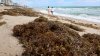 Sargazo comienza a llegar a playas de Florida: ¿Qué es y por qué puede ser un problema?