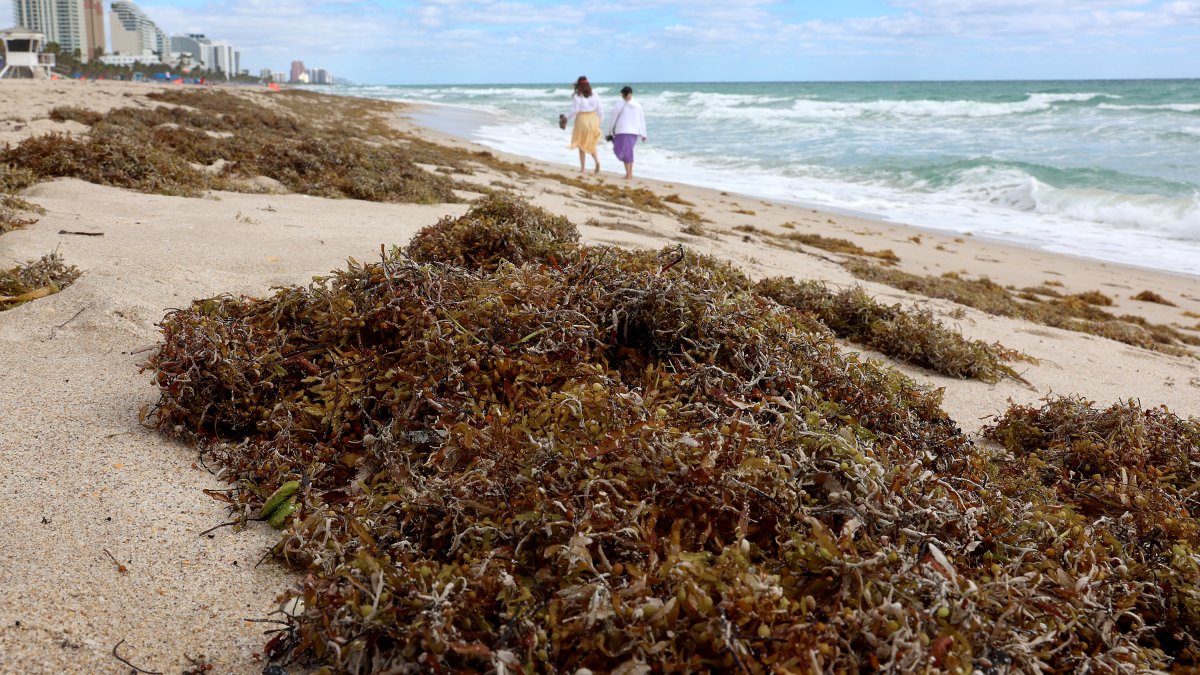 Sargassum is starting to wash up on Florida beaches: what is it and why could it be a problem?