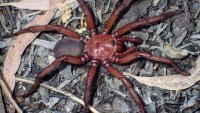 Un gran descubrimiento: investigadores hallan especie de gigantesca araña en Australia