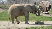 Conoce a Zahara, la elefanta embarazada que está haciendo historia