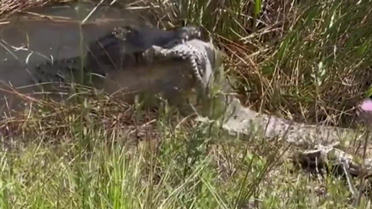 Video: caimán se devora una pitón en los Everglades de Florida – Telemundo  Miami (51)