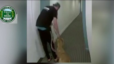 Se vuelve viral video que muestra supuesto maltrato animal ...