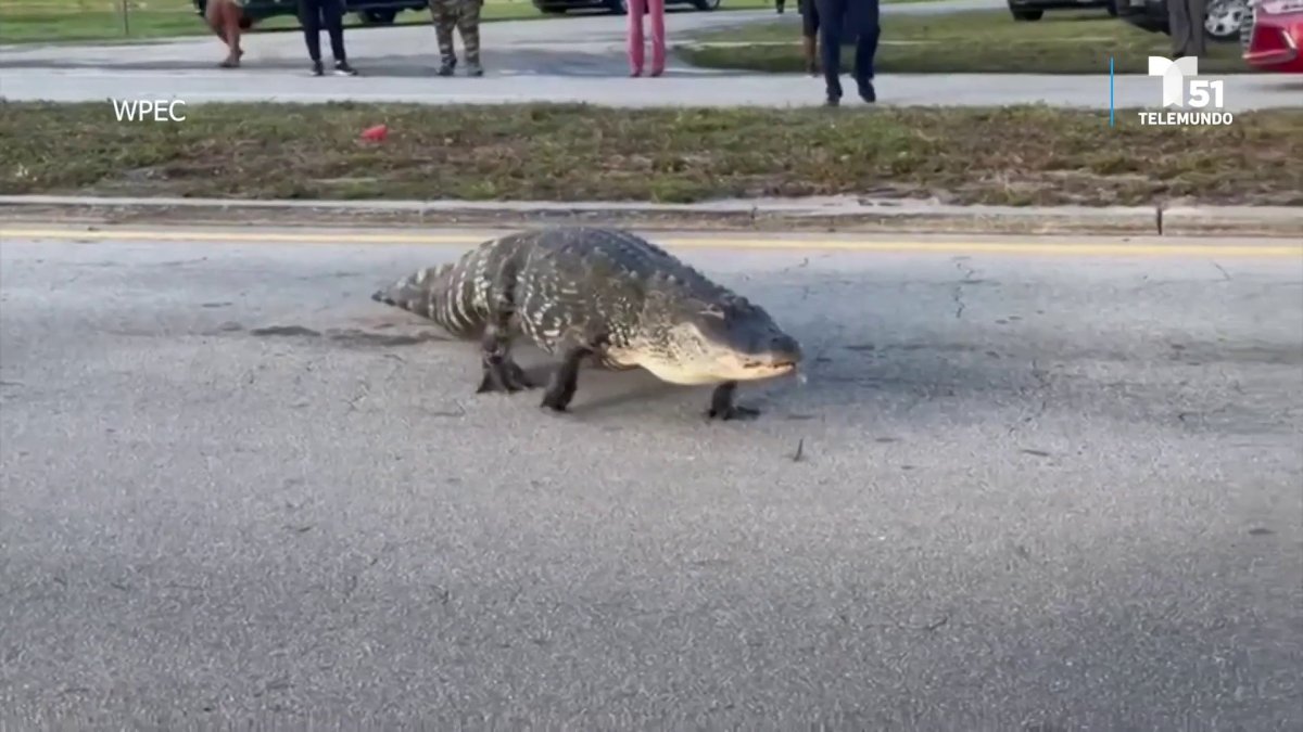 Caimán interrumpe el tráfico en Palm Beach, Florida – Telemundo Miami (51)