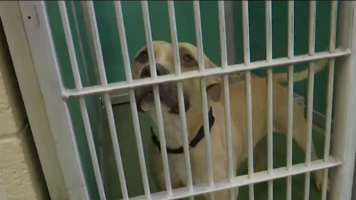 Palm Beach animal shelter is overcrowded