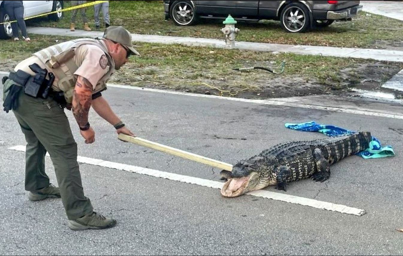 EN VIDEO: Un enorme caimán interrumpe el tráfico en una calle de West Palm  Beach