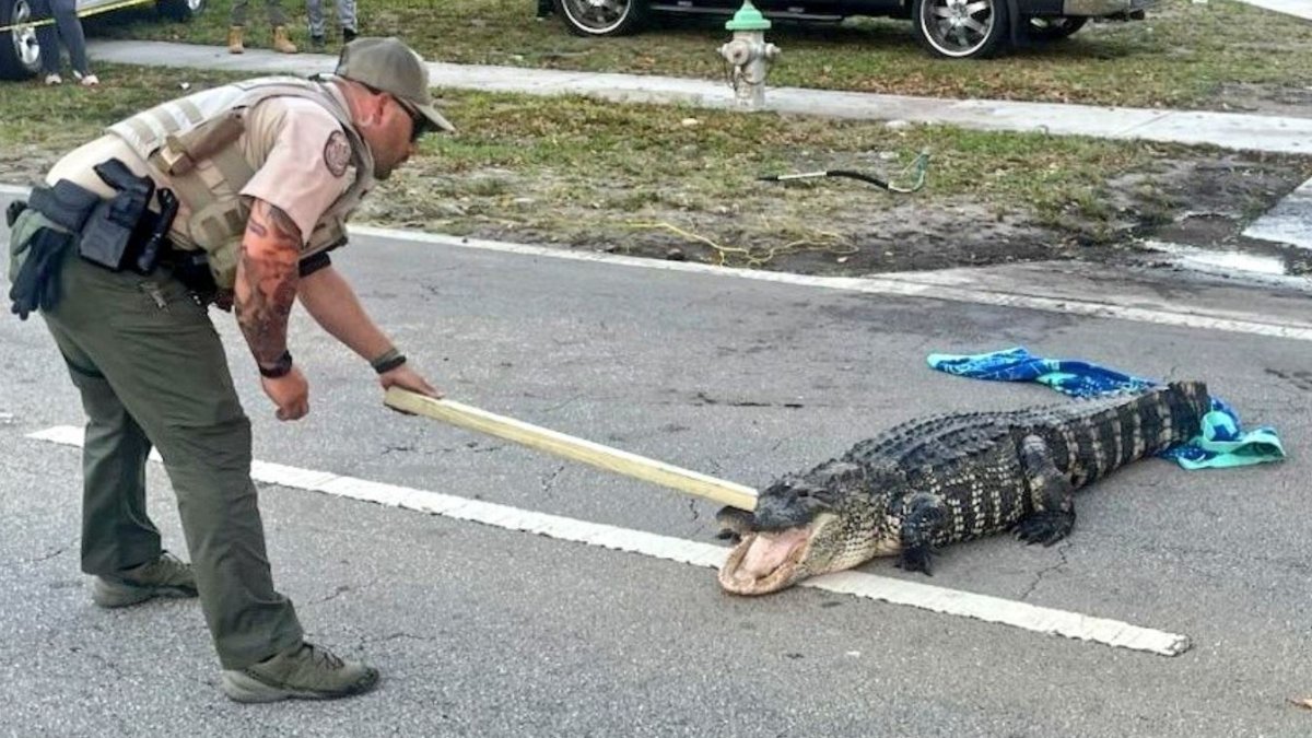 An alligator disrupts traffic in West Palm Beach