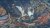 Impresionante video: nace el primer polluelo de la madre águila que protegió su nido del granizo
