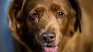 Una fotografía tomada el 12 de febrero de 2023 muestra a Bobi, un perro portugués que ha sido declarado el perro más viejo del mundo por Guinness World Records, en su casa en el pueblo de Conqueiros, cerca de Leiria.