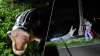 En video: con toda su furia, enorme caimán se enfrenta a cazadores en Homestead