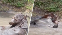 En video: oso se relaja y toma un refrescante baño lejos de los humanos