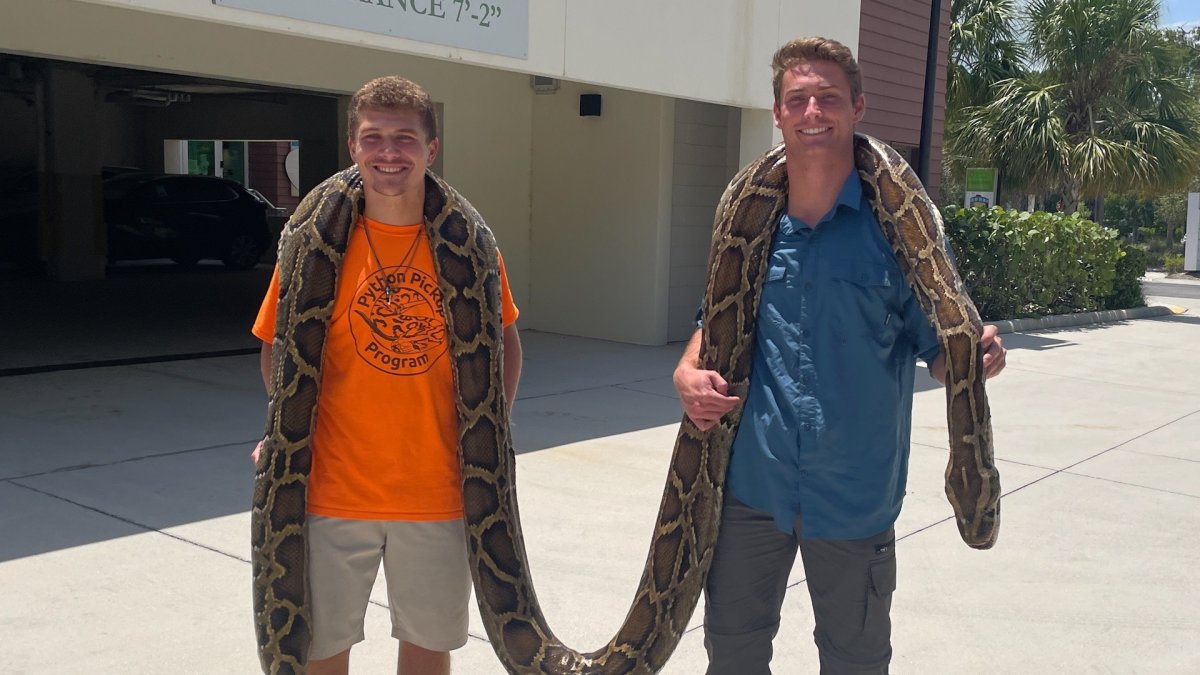 La más grande: hallan a serpiente pitón de 19 pies en Florida, image size:1200x675