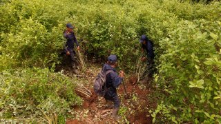 Imagen de archivo de un grupo de hombres realizan trabajos de erradicación de cultivos de coca en Tumaco, Colombia.