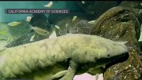 Insólito: el pez más viejo del mundo tiene 92 años y está en EEUU