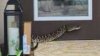 Repartidora de Amazon mordida por una serpiente venenosa cuando dejaba paquete en casa de Florida