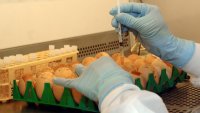 El virus de la gripe aviar está en la leche pasteurizada; autoridades afirman que es segura