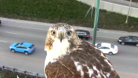 En video: curioso halcón se roba el show en una cámara de tráfico