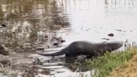 MIRA: Nutrias se burlan de un caimán en Florida