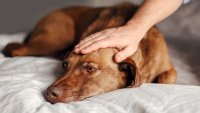 Mortal enfermedad respiratoria en perros: cuáles son sus síntomas
