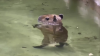 Capibara de Miami de 3 semanas se hace viral bailando “Thriller”