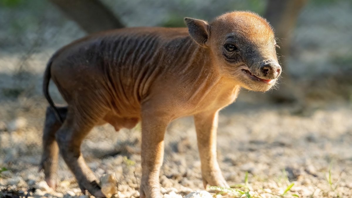 Nace una babirusa en zoológico de Miami: ¿qué tipo de especie es? –  Telemundo Miami (51)