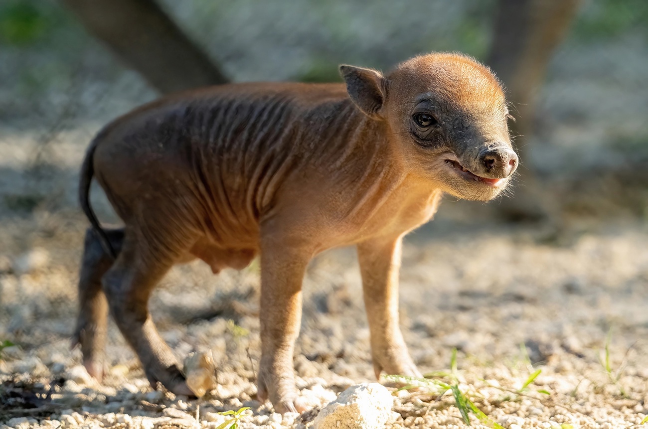 Nace una babirusa en zoológico de Miami: ¿qué tipo de especie es? –  Telemundo Miami (51)