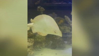 ¿Quién es el padre? El embarazo de una mantarraya desconcierta a un acuario sin machos con quienes aparearse