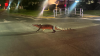 En video: un enorme cocodrilo vagando por una zona residencial en Miami Dade