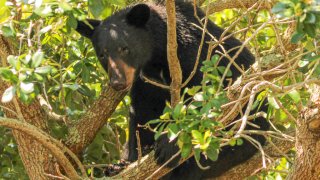 Un oso negro se sienta en un roble en el parque Lake Eola en el corazón del centro de Orlando, Florida, el domingo 4 de junio de 2023 por la mañana.