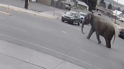 ¡Asustada! Gran elefanta escapa de circo y deambula por las calles y un centro comercial