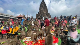 Monos comen fruta durante la fiesta de los monos en la ciudad de Lopburi, Tailandia.