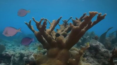 Inteligencia artificial para preservar los corales marinos