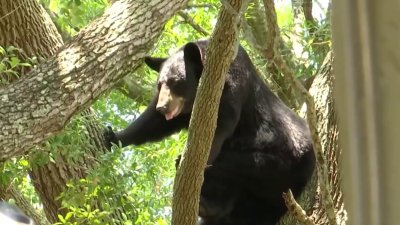 Oso sube a un árbol en el patio de una casa