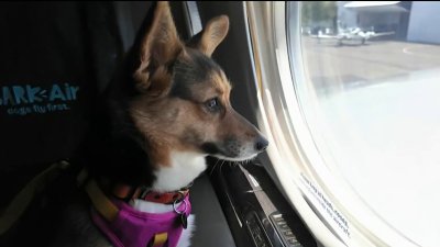 Bark Air: Primera aerolínea exclusiva para perros