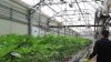 De la granja al dispensario: La transformación de la industria del cannabis en Florida