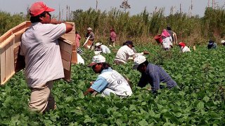 Grupos que defienden los derechos de los trabajadores agrícolas en Florida demandaron al estado por la ley aprobada por el gobernador Ron DeSantis.
