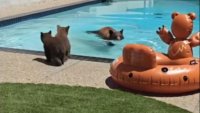Mama bear and cubs caught on video having a spring pool party in a California home