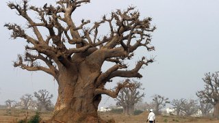 El baobab, el 'árbol de la vida', surgió en Madagascar, según revela un estudio