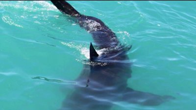 Reportan incidentes de ataques de tiburones